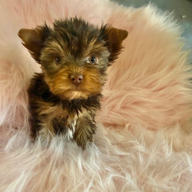 Kisses - Yorkshire Terrier Female