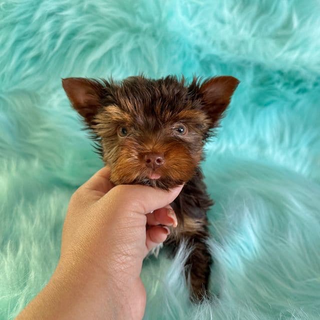 Fudge - Yorkshire Terrier Male