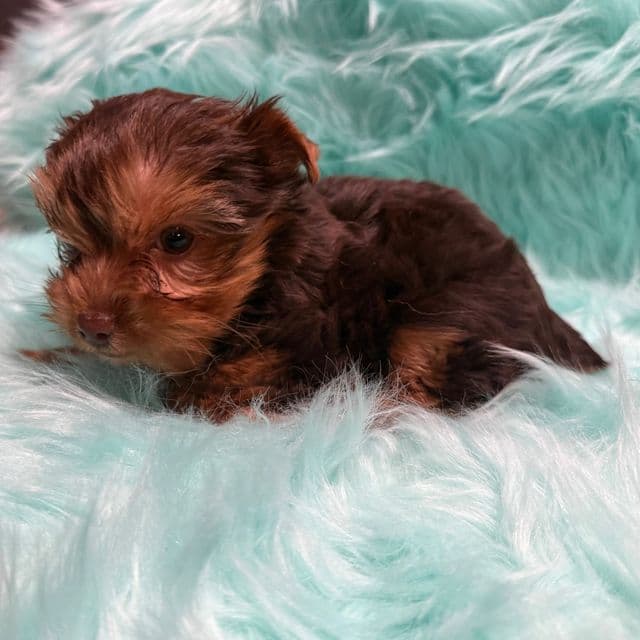 Scotch - Yorkshire Terrier Male