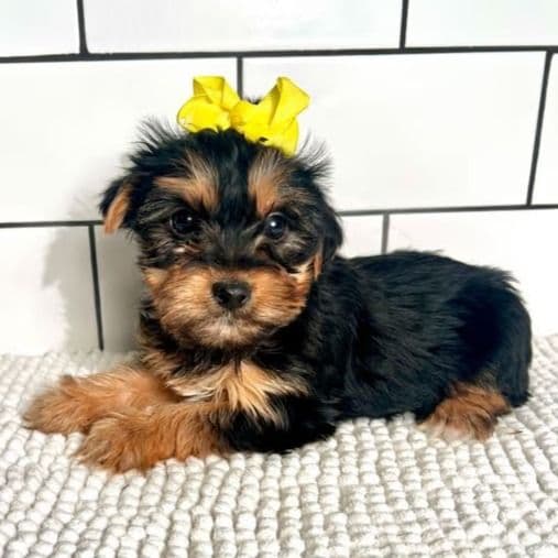 Sadie - Yorkshire Terrier Female
