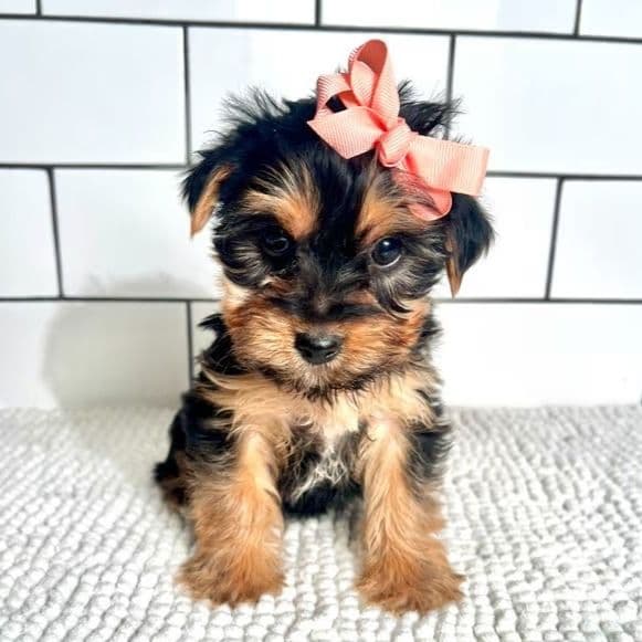 Maribell - Yorkshire Terrier Female