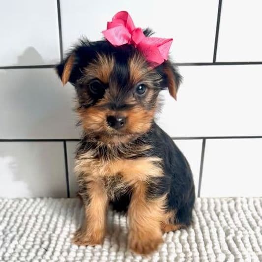 Kelsie - Yorkshire Terrier Female