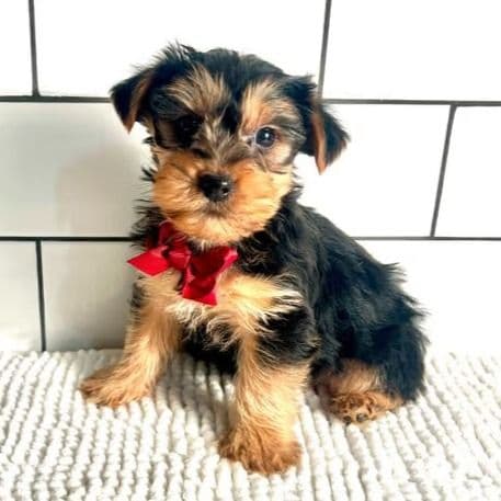Micah - Yorkshire Terrier Male