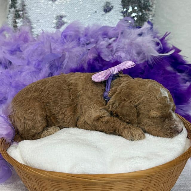 Elsa Purple Girl - Bernedoodle Female