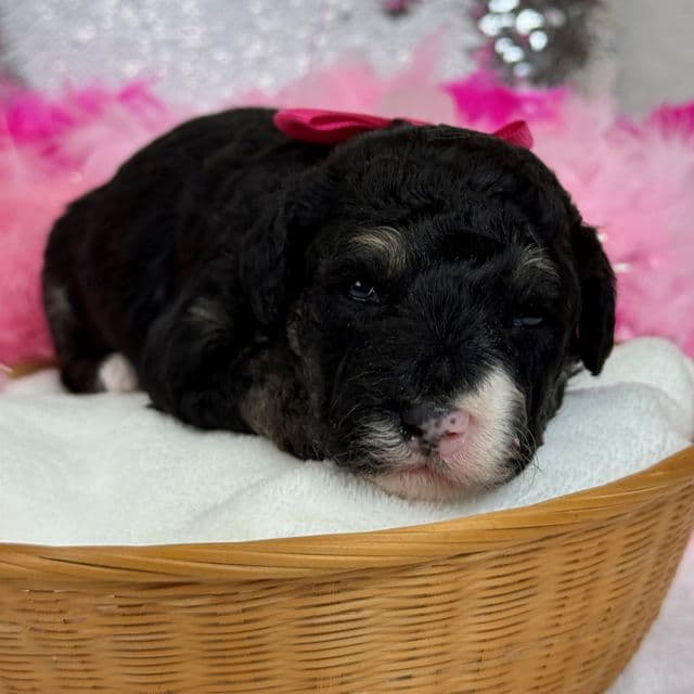 Elsa Pink Girl - Bernedoodle Female
