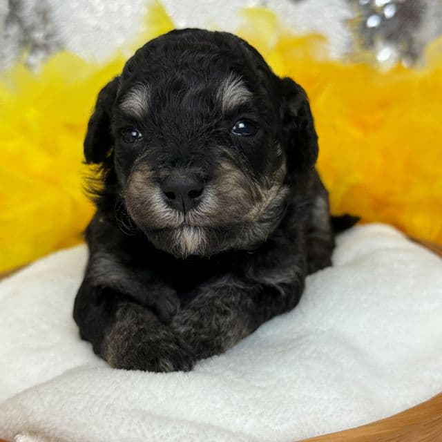 Elsa Yellow Girl - Bernedoodle Female