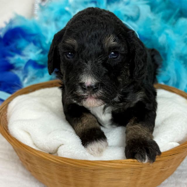 Elsa Turquoise Girl - Bernedoodle Female