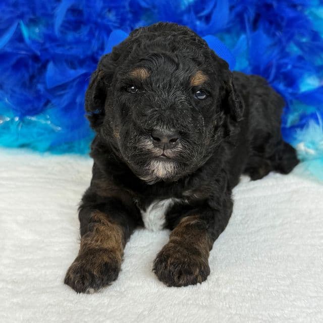 Elsa Blue Boy - Bernedoodle Male