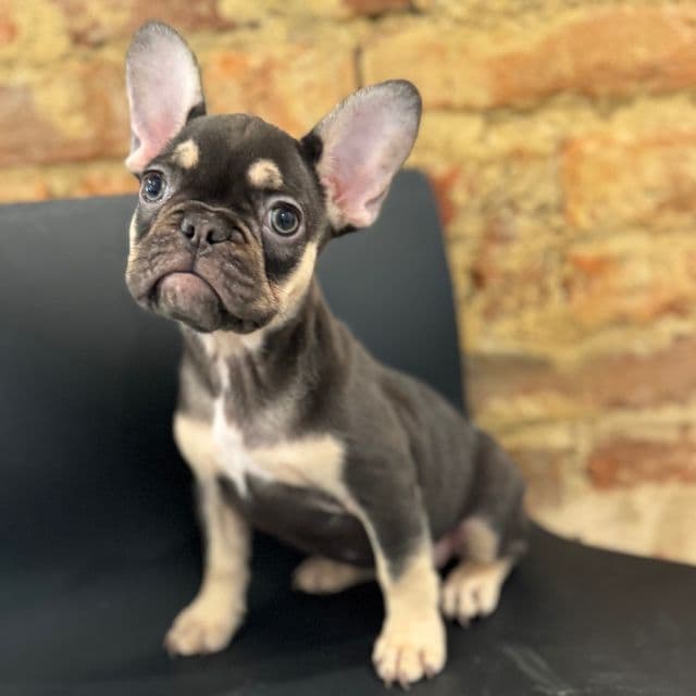 Squirt - French Bulldog Female