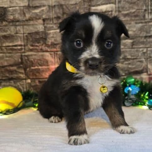 Eve - Australian Shepherd Female