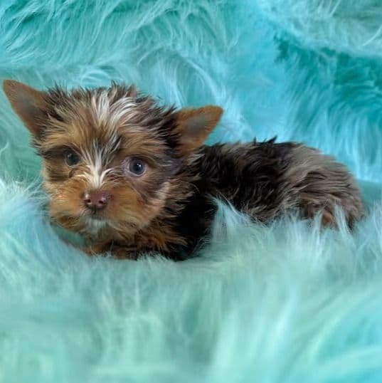 Hershey - Yorkshire Terrier Male