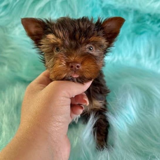 Fudge - Yorkshire Terrier Male