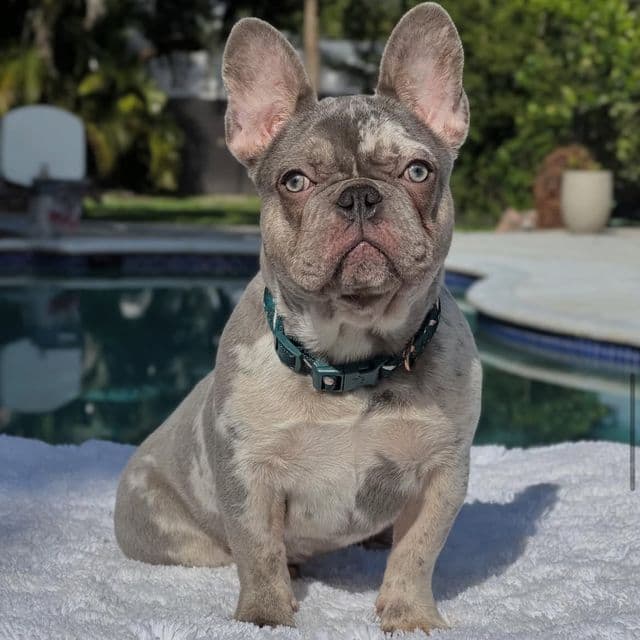 Susy - French Bulldog Female