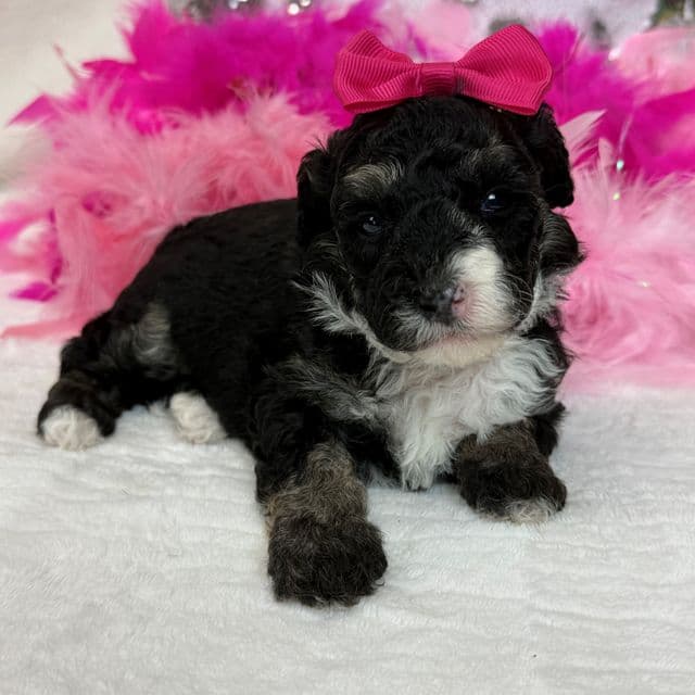 Elsa Pink Girl - Bernedoodle Female