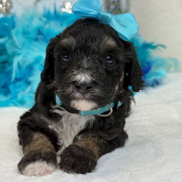 Elsa Turquoise Girl - Bernedoodle Female