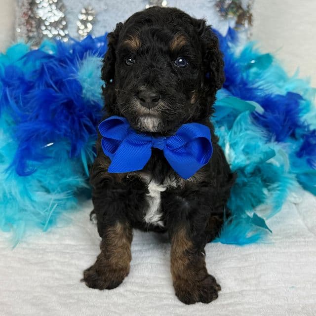Elsa Blue Boy - Bernedoodle Male