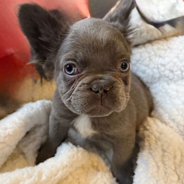 Fluffy Faye - French Bulldog Female