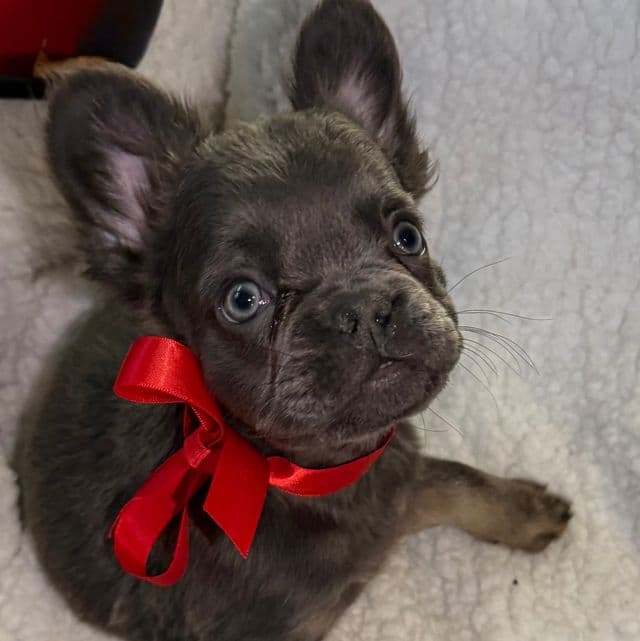 Fluffy Fifi - French Bulldog Female