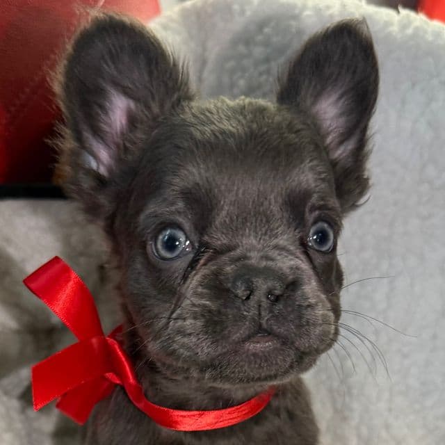 Fluffy Fifi - French Bulldog Female