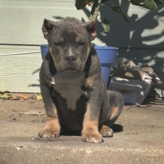 Thor - American Bully Male