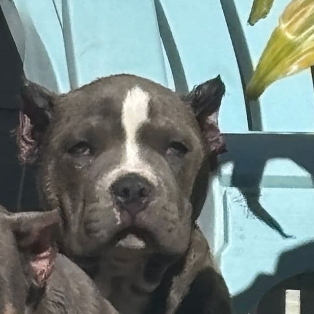 Tyson - American Bully Male