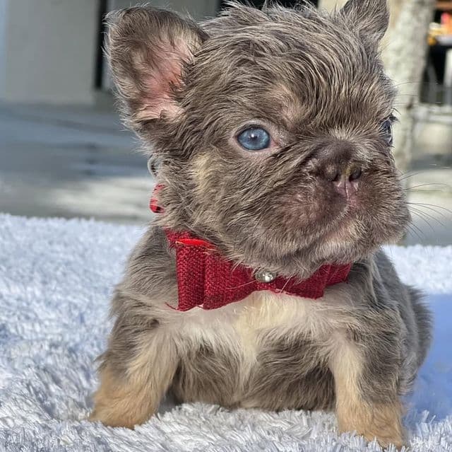 Elfie Fluffy Big Rope - French Bulldog Male