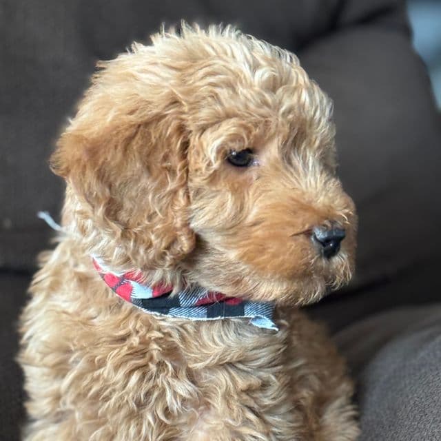 Bear - Goldendoodle Male