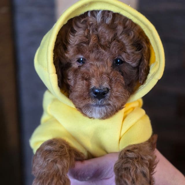 Dasher-mini - Goldendoodle Male