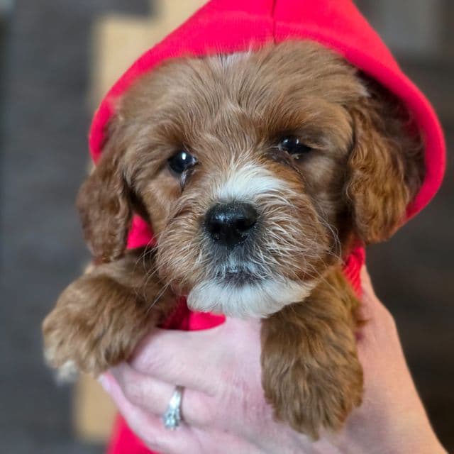 Prancer-mini - Goldendoodle Male