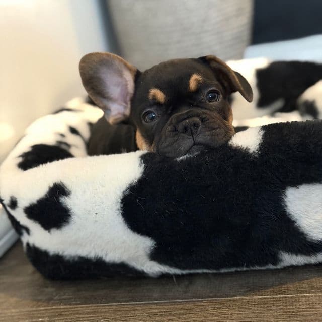 Rodney - French Bulldog Male