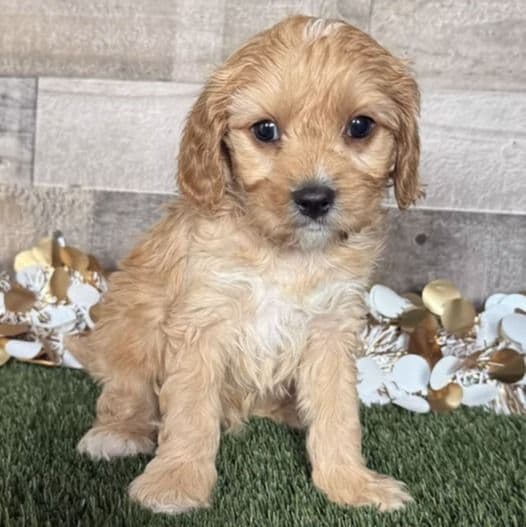 Cain - Cavapoo Male