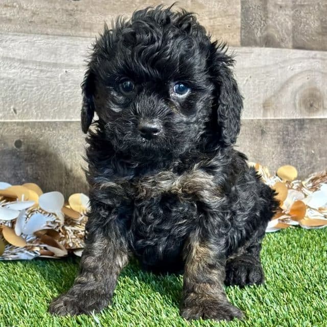 Carson - Cavapoo Male