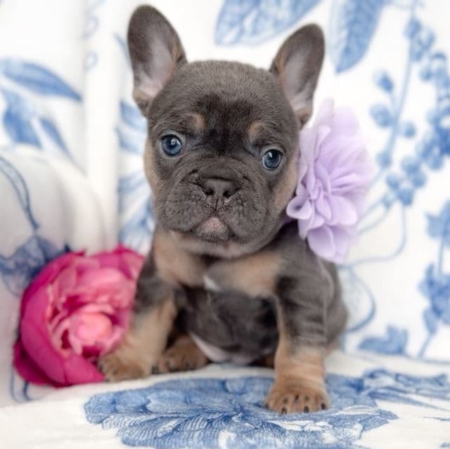 Macaroon - French Bulldog Female