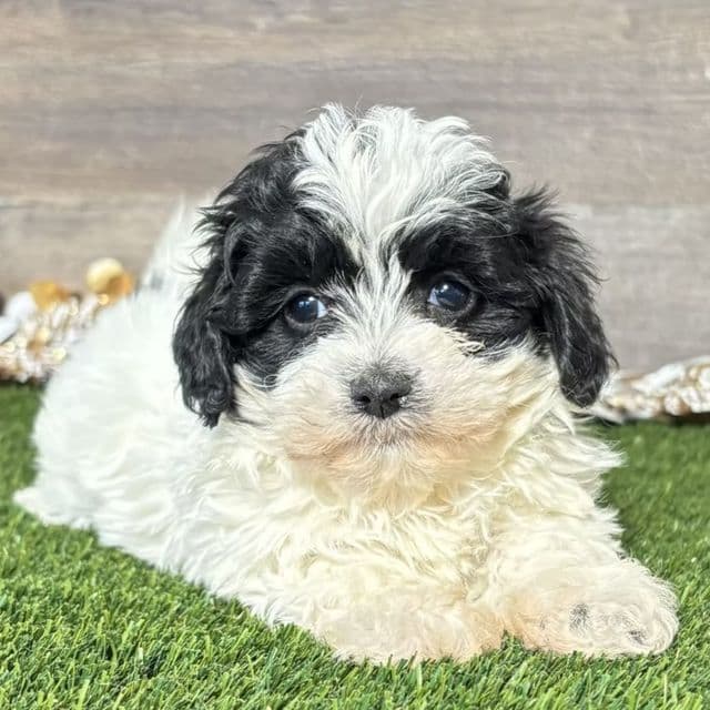 Mya - Maltipoo Female
