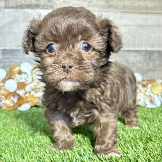 Payton - Shih-Poo Female