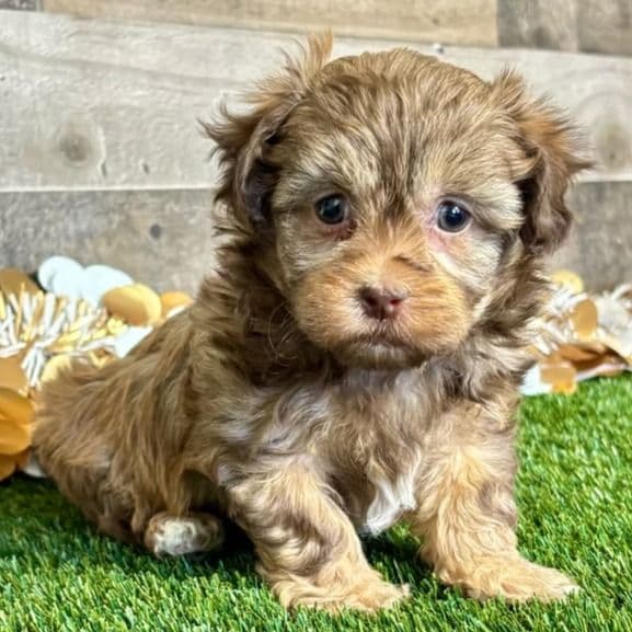 Polly - Shih-Poo Female