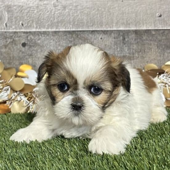 Syrus - Shih Tzu Male