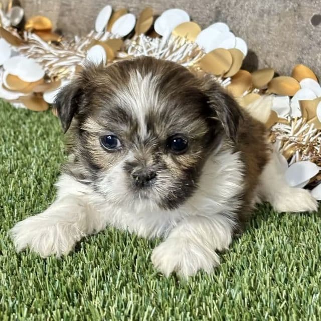 Siara - Shih Tzu Female