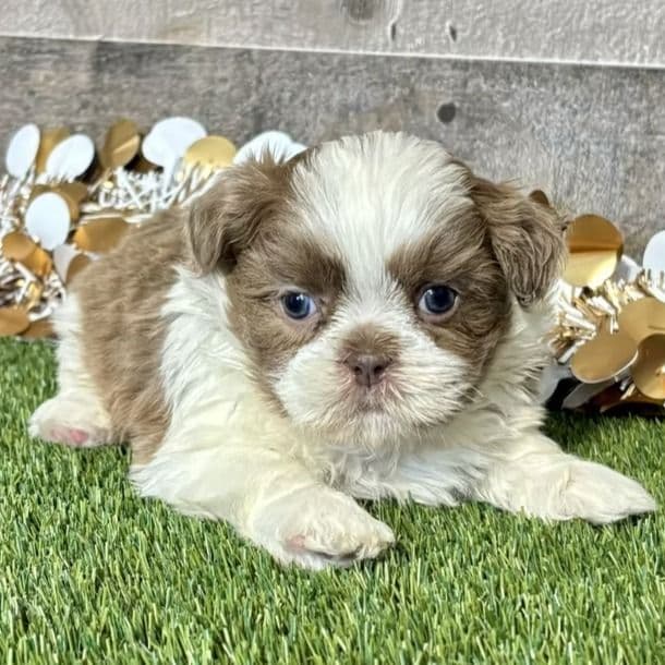 Sawyer - Shih Tzu Male