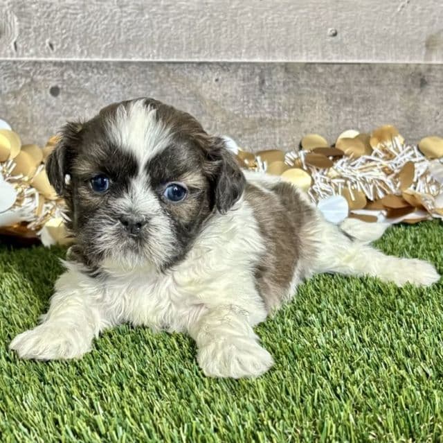 Shay - Shih Tzu Female