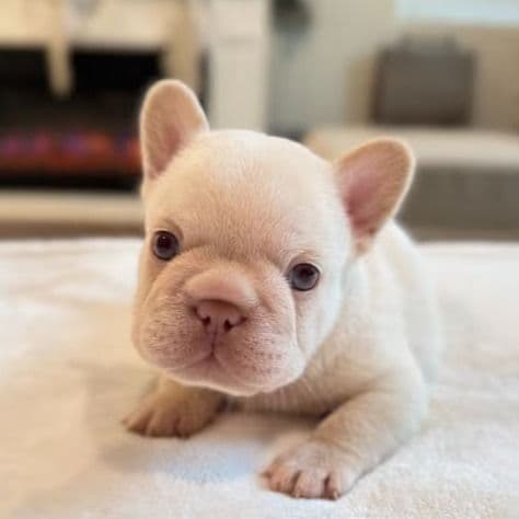 Benny "Blanco" - French Bulldog Male