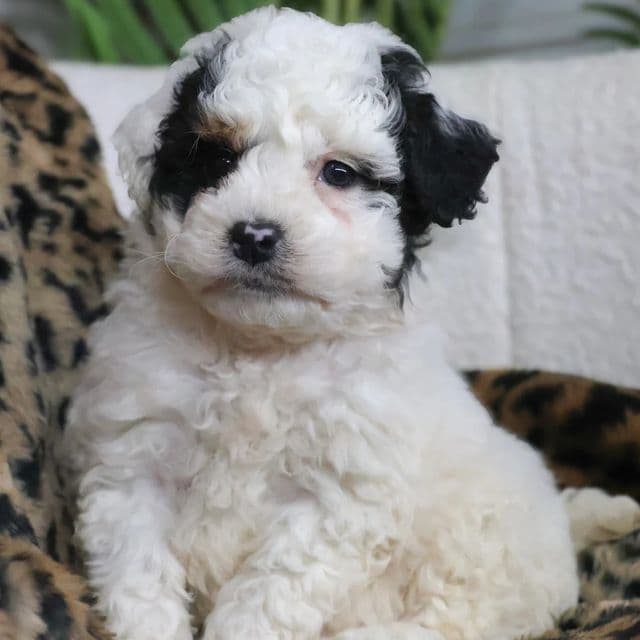 Matilda - Bernedoodle Female