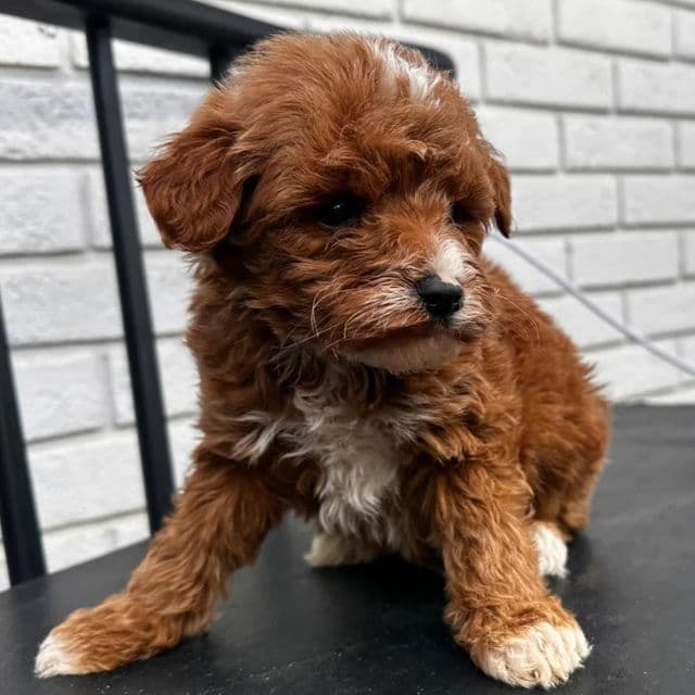 Boss - Goldendoodle Male