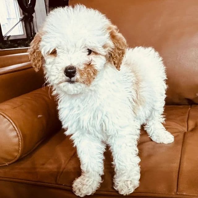 Kira - Goldendoodle Female
