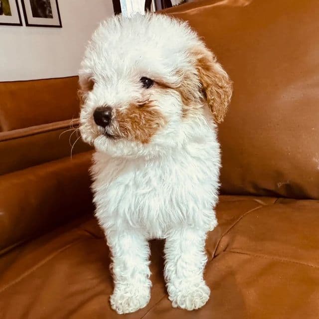 Kira - Goldendoodle Female
