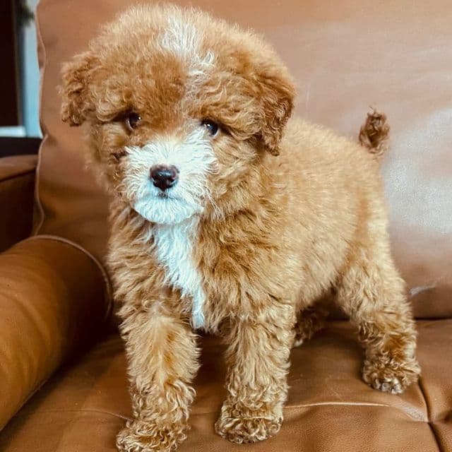 Haley - Goldendoodle Female