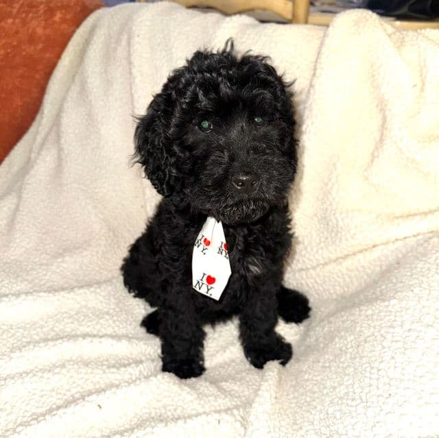 Lake - Labradoodle Male