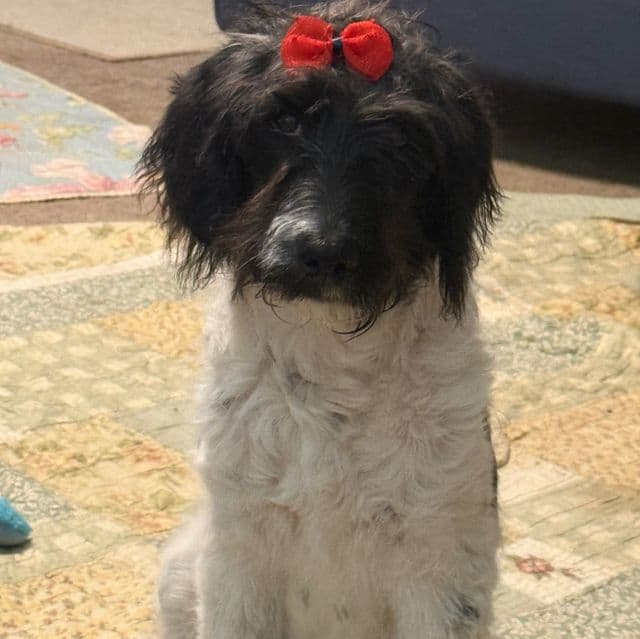 Zulu - Labradoodle Female