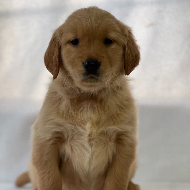 Sylvia - Golden Retriever Female