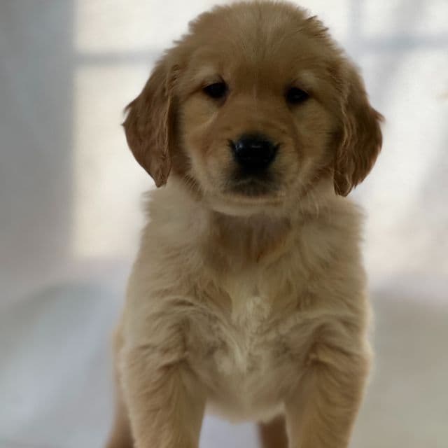 Sarah - Golden Retriever Female